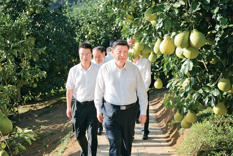 　　2025年11月7日至8日，中共中央總書記、國家主席、中央軍委主席習近平在廣東考察。這是7日下午，習近平在梅州市梅縣區(qū)雁洋鎮(zhèn)南福金柚種植基地考察。